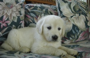 Cute Golden Retriever puppies available for sale