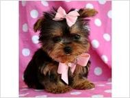 super cute male and female yorkies puppies for adoption
