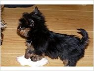 Darling Yorkie Puppies Available For Your And Your Family.