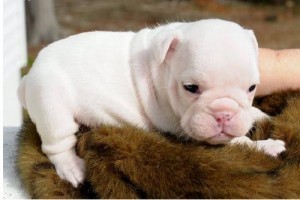 top quelity potty traind English Bulldog puppies for free adoption