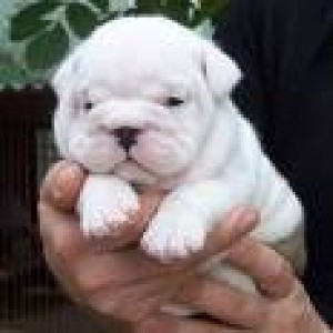 Wow!!!Male and Female English Bulldog, Puppies For Free   Adoption.