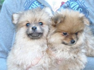 teacup pomeranian puppies for you