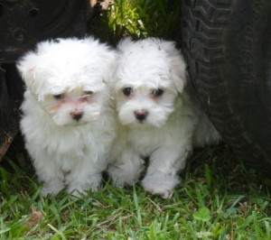 White Maltese puppies for Re-Homing