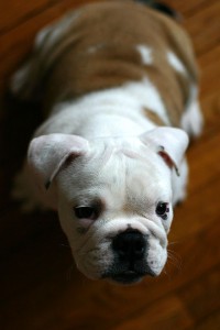 miracolous bulldog puppies for adoption