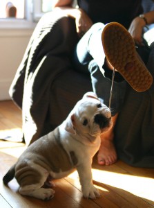 miracolous bulldog puppies for adoption