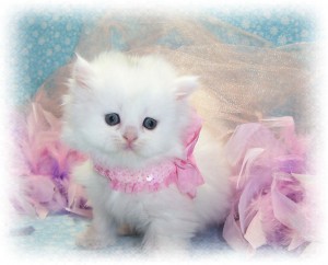 cute male and female persian kitten for adoption