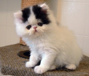 Nice looking cats ready for adoption