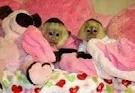 ****Tamed Pair Of Capuchin Monkeys For Adoption****
