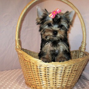 Top Quality Akc registered Teacup Yorkie Puppies (140$)