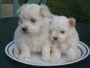 Charming and good looking Tea cup maltese