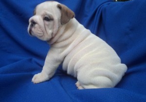 cute English bulldog puppies for sale