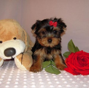 Cute AKC Yorkshire Terrier Puppy for Adoption -$250
