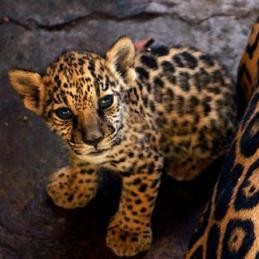 jags cubs for sale (text me directly at: 3852001409)