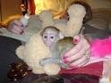 Male and Female Capuchin Monkeys.,.,