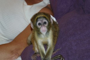 charming face capuchin monkey for a happy home