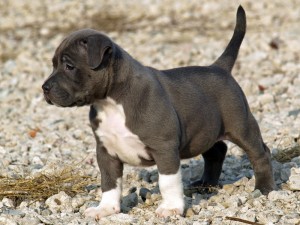 American Pit Bull for sale