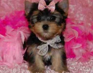 T-Cup Yorkie Puppies