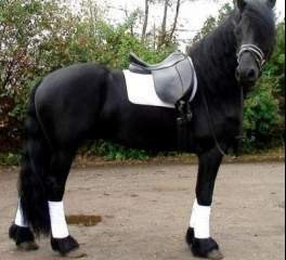 Friesian gelding available for adoption