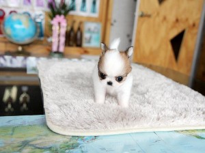 male and female  teacup Chihuahua puppies for a caring home.