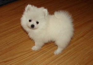 AKC Tiny Tea Cup Pomeranian