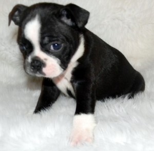 Black And White Boston Terrier Puppies