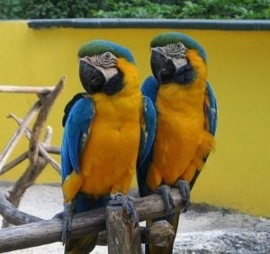 BLUE AND GOLD MACAW PARROTS