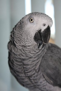 African Grey Parrot for Sale