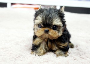 ??? AKC REG. TEACUP YORKIE PUPPIES FOR FREE ADOPTION???