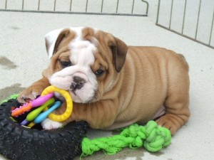 high quality english bulldog puppy to go