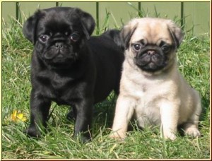 Available pug puppies to give out for adoption