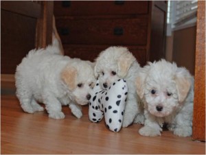 Males And Females Home Raise Maltese Puppies for Sale