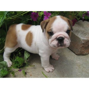 purebred English Bulldog puppies.
