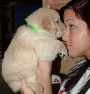 ??? AKC REG.Male and Female  Golden Retriever Puppies For FREE ADOPTION  ???