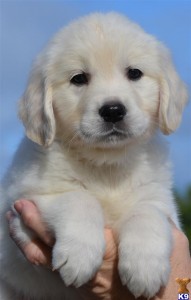 ??? AKC REG.Male and Female  Golden Retriever Puppies For FREE ADOPTION  ???