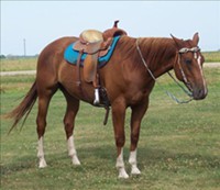 ******ATTRACTIVE &amp; Beautiful QUARTER HORSE For Sale Gelding*******