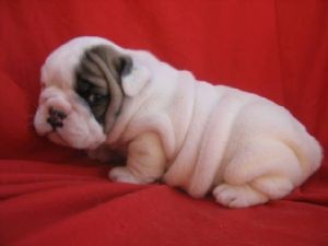 Lovely English Bulldog Puppy For Adoption