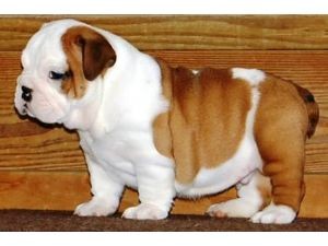 Rehoming Male english bulldog