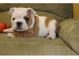 English Bulldog puppy for adoption