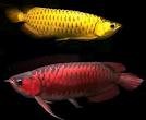 quality asian arowanas for sale