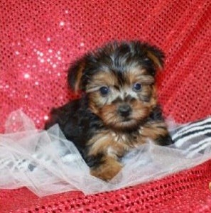 Awesome Teacup Yorkie Puppies