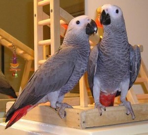 African grey parrots