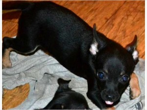 Male Chihuahua