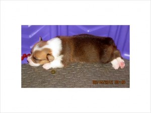 Jan's BEST Corgis!!!