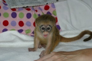 Charming babies Capuchin Monkey for free adoption