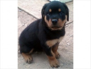 AKC Male Rott pup Grand German Champion Bloodlines