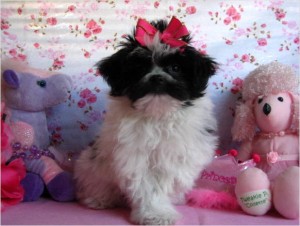 Tiny Maltipom Girl - Ira 4.5 to 5 lbs grown