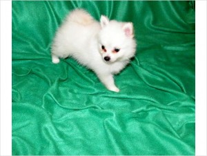 Pomeranian puppys