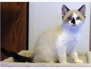 !!!Gorgeous Female Chocolate Bicolor Ragdoll Kitten!!!