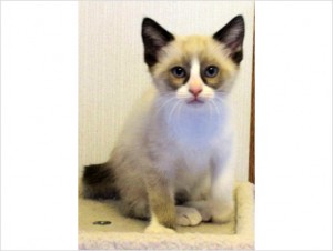 !!!Gorgeous Male Chocolate Bicolor Ragdoll Kitten!!!