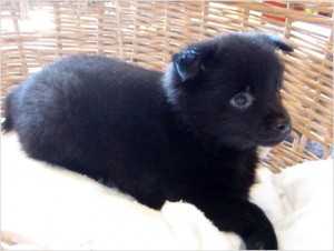 Schipperke puppies